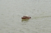 Ev20161106-27.JPG